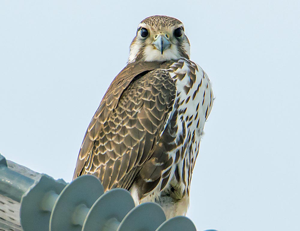 Prairie Falcon