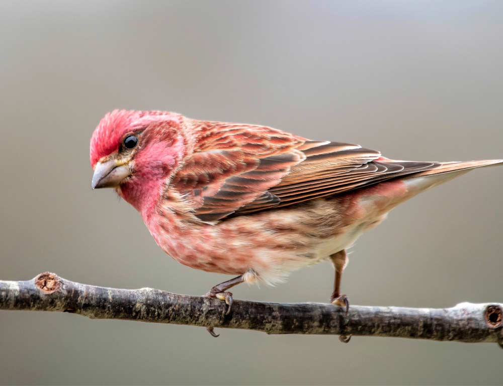 Purple Finch