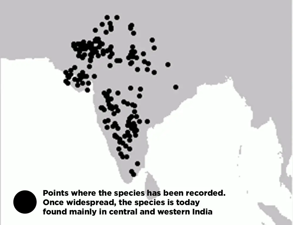 Ranging Map Of Great Indian Bustard