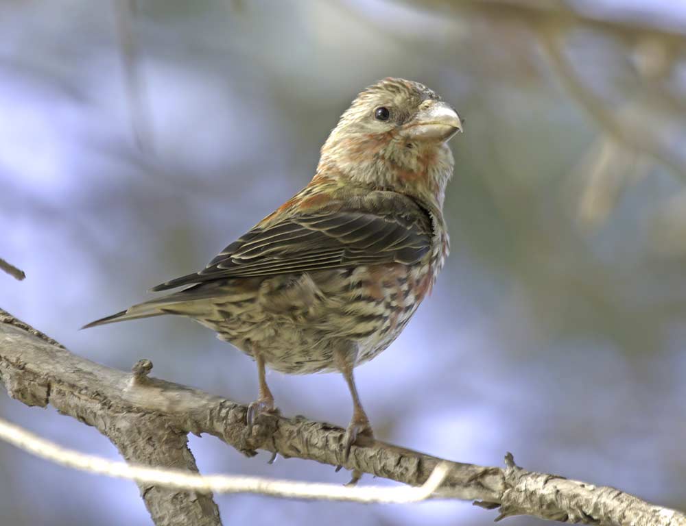 Red Crossbill