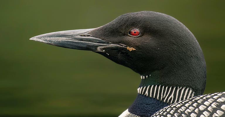 Common Loon Red Eyes