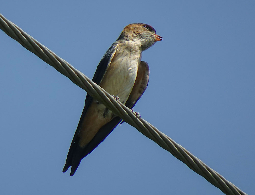 Red-Rumped Swallow: Unveiling the Secrets of This Unique Bird Species ...