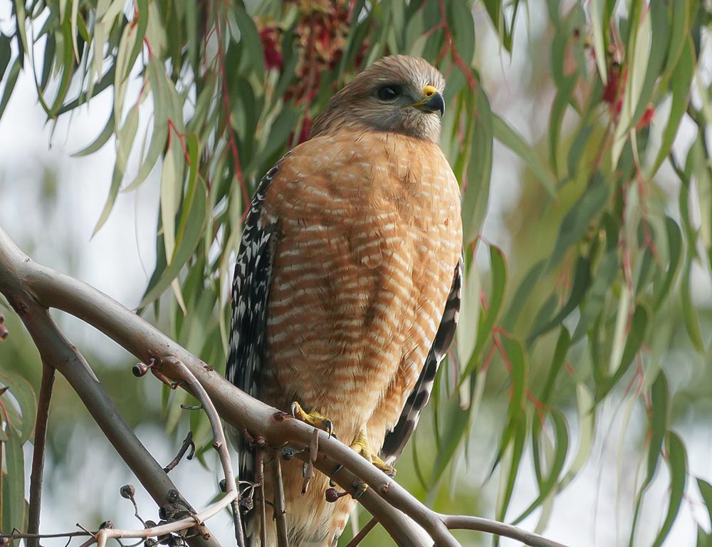 Red-Shouldered Hawk