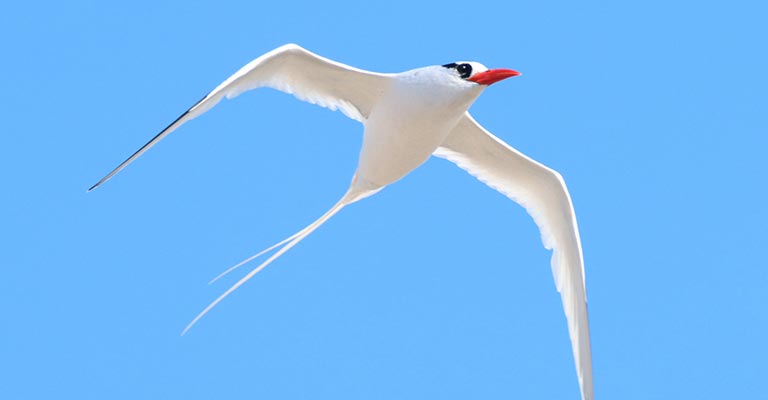 Red-billed Tropicbird