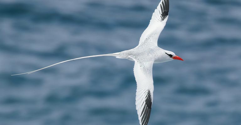 Red-billed Tropicbird Life History