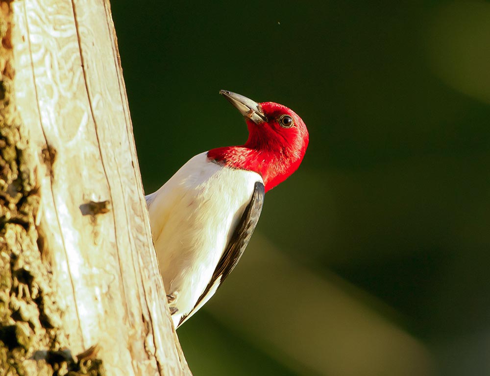 Red-headed Woodpecker