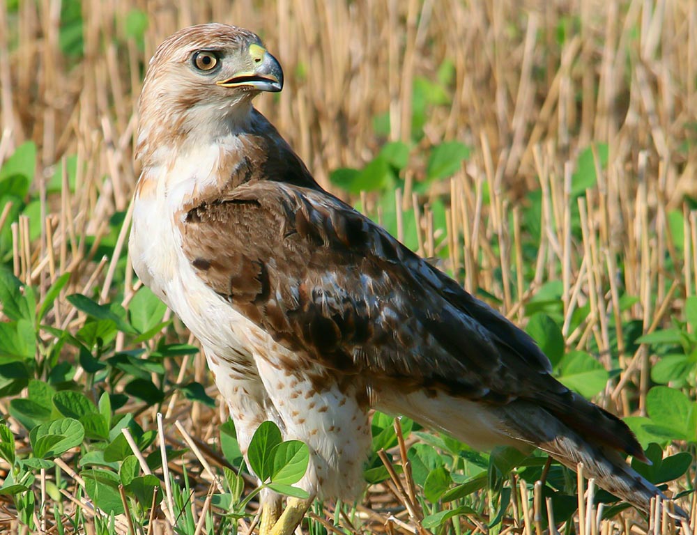 Red-tailed Hawk