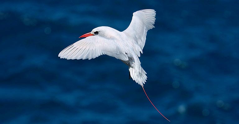 Red-tailed Tropicbird