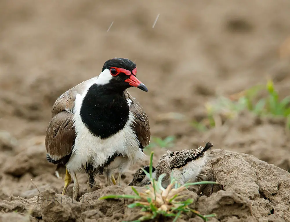 Reproduction Process of the Red-Wattled Lapwing