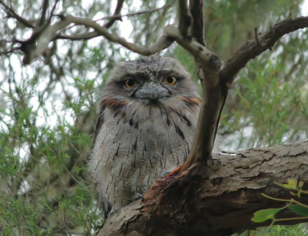 Reproduction and Life Cycle of Frogmouths