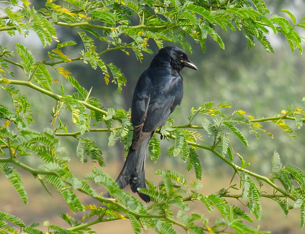 Reproduction and Life Cycle of the Black Drongo