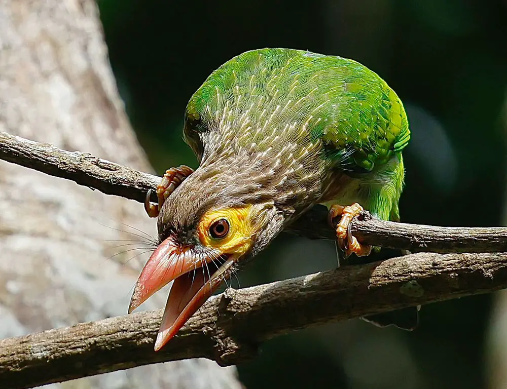 Reproduction and Nesting Behavior of the Brown-Headed Barbet