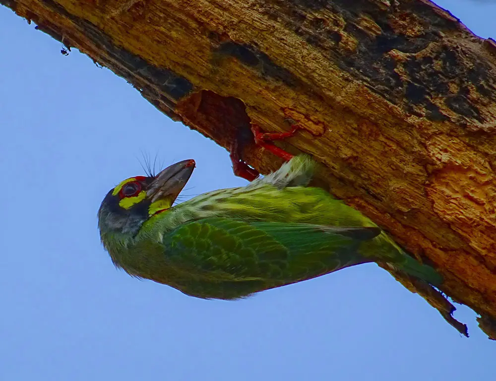 Reproduction and Nesting Behavior of the Coppersmith Barbet