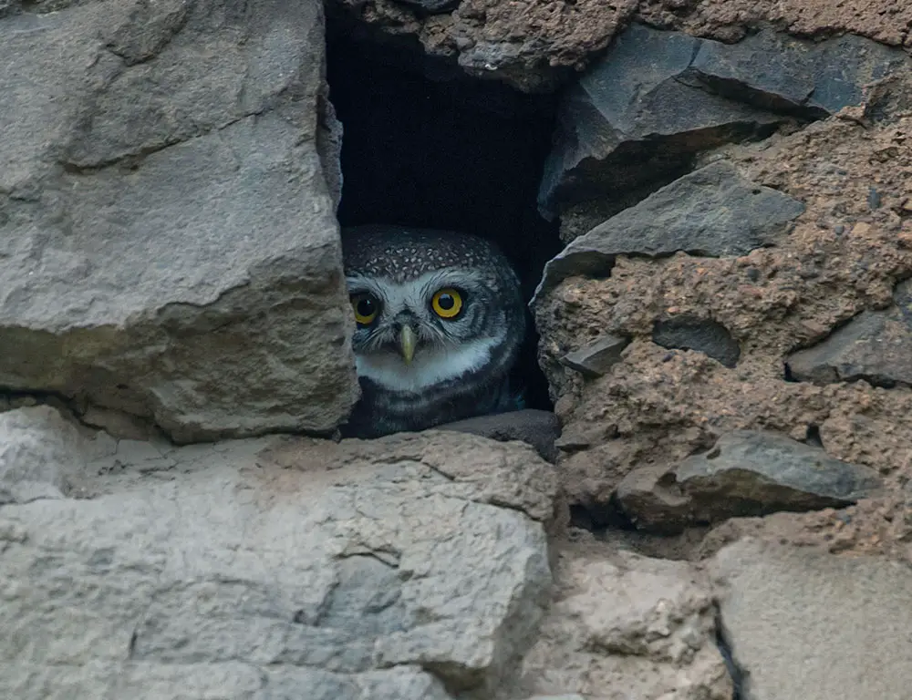 Reproduction and Nesting Behavior of the Spotted Owlet