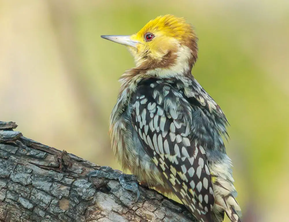 Reproduction and Nesting Behavior of the Yellow-Crowned Woodpecker