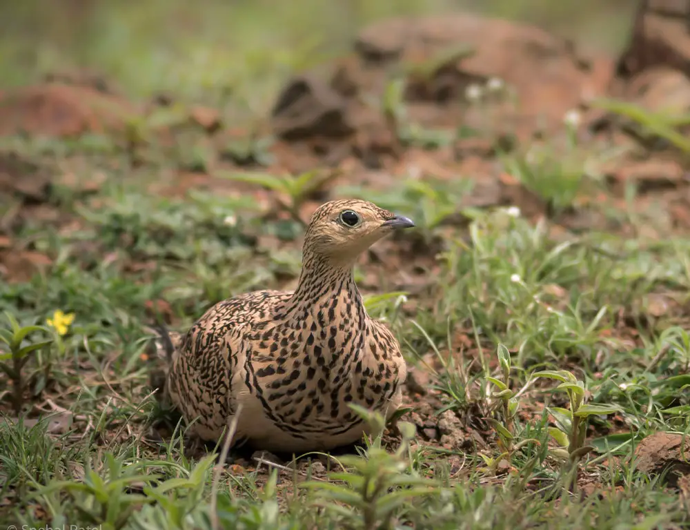 Reproduction and Nesting Habits of Chestnut-Bellied Sandgrouse