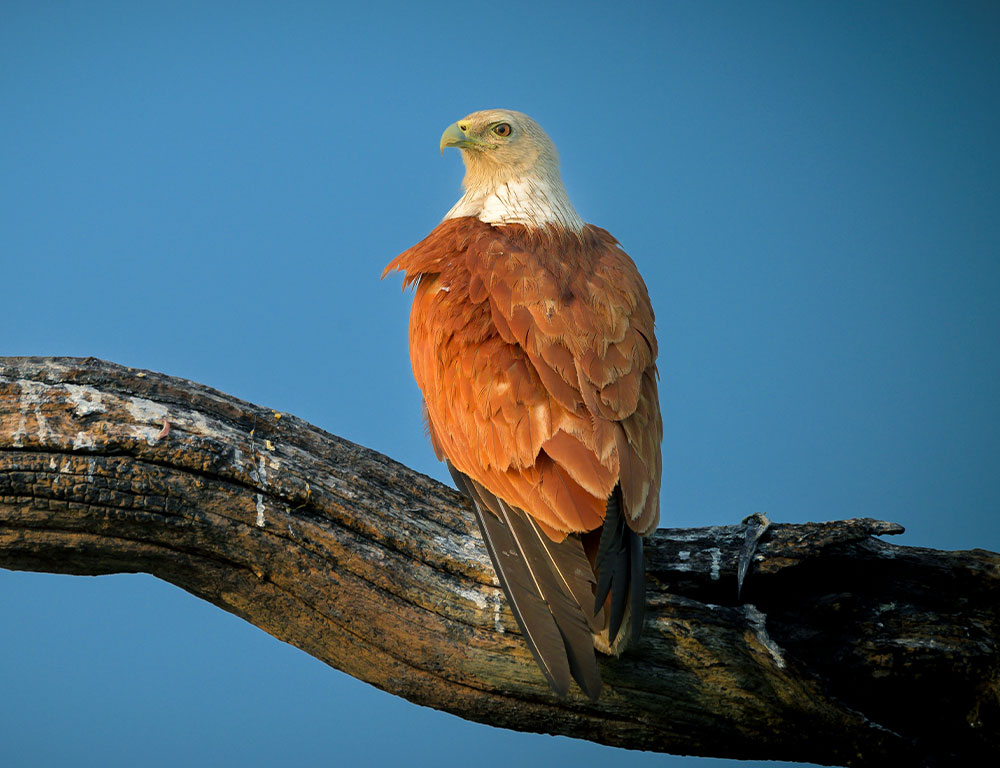 Reproduction and Nesting Habits of the Brahminy Kite