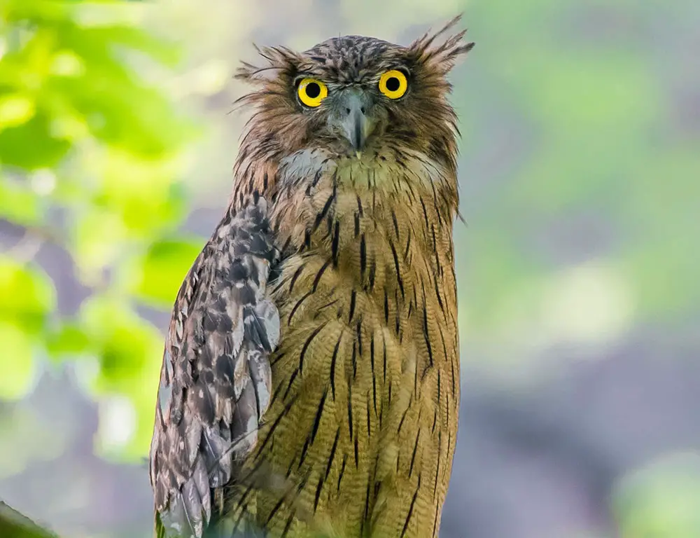 Reproduction and Nesting Habits of the Brown Fish Owl