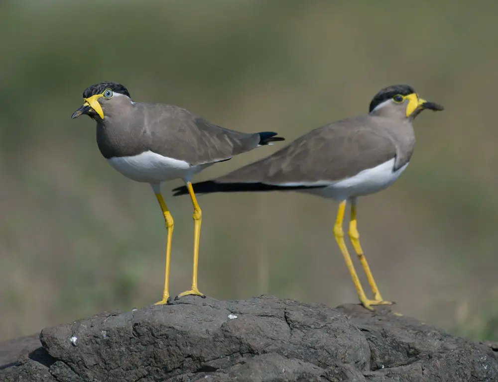 Reproduction and Nesting Habits of the Yellow-Wattled Lapwing