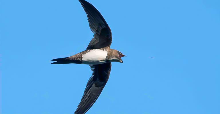 Reproduction of Alpine Swift