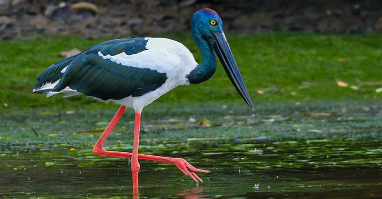 Reproduction of Black-necked Stork