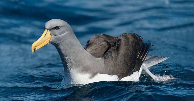 Reproduction of Chatham Albatross