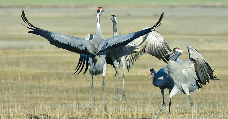 Reproduction of Common Crane