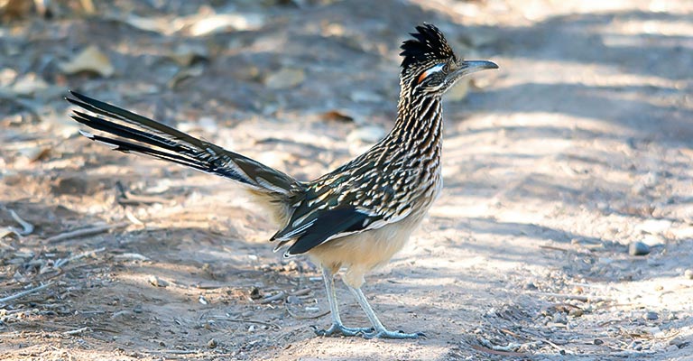 Reproduction of Greater Roadrunner