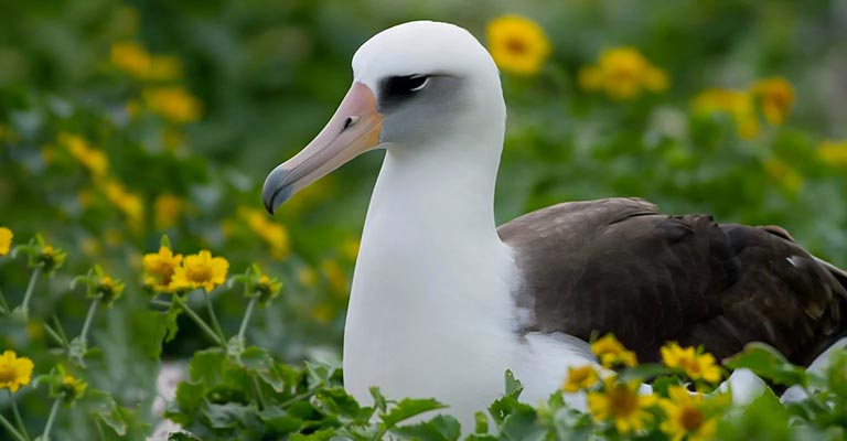 Reproduction of Laysan Albatross