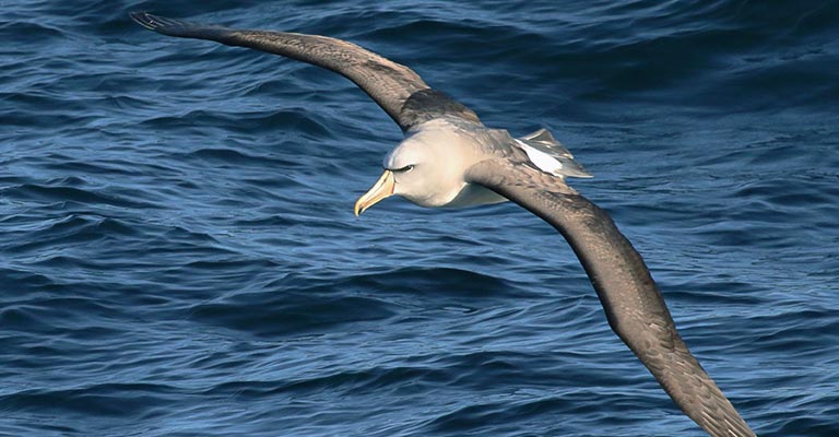 Reproduction of Light-mantled Albatross