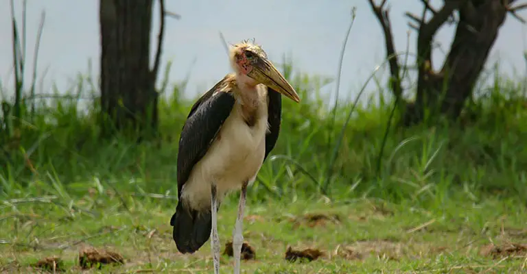 Reproduction of Marabou Stork