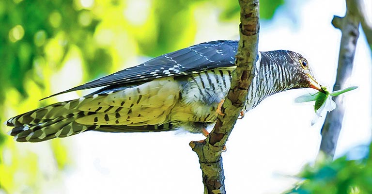 Reproduction of Oriental Cuckoo