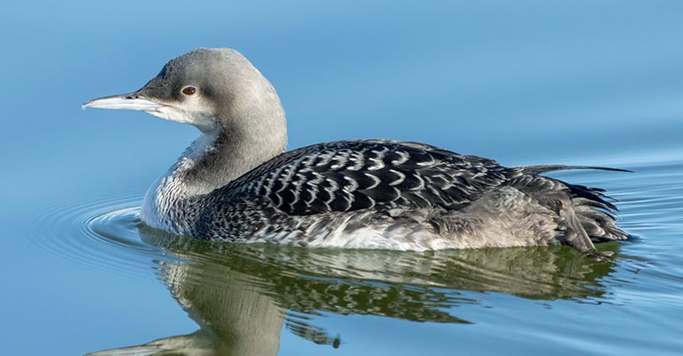 Reproduction of Pacific Loon