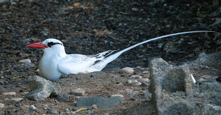 Reproduction of Red-billed Tropicbird