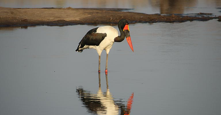 Reproduction of Saddle-billed Stork