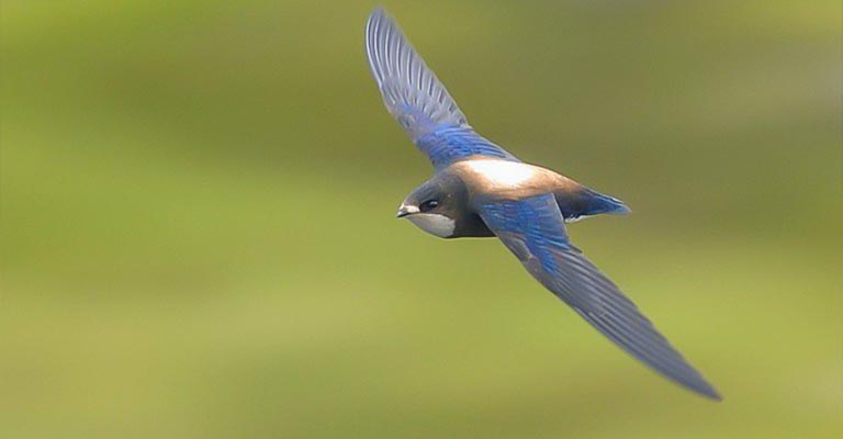 Reproduction of White-throated Needletail