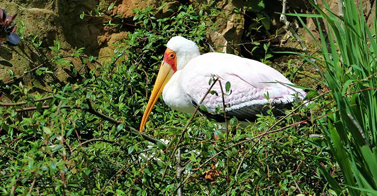 Reproduction of Yellow-billed Stork
