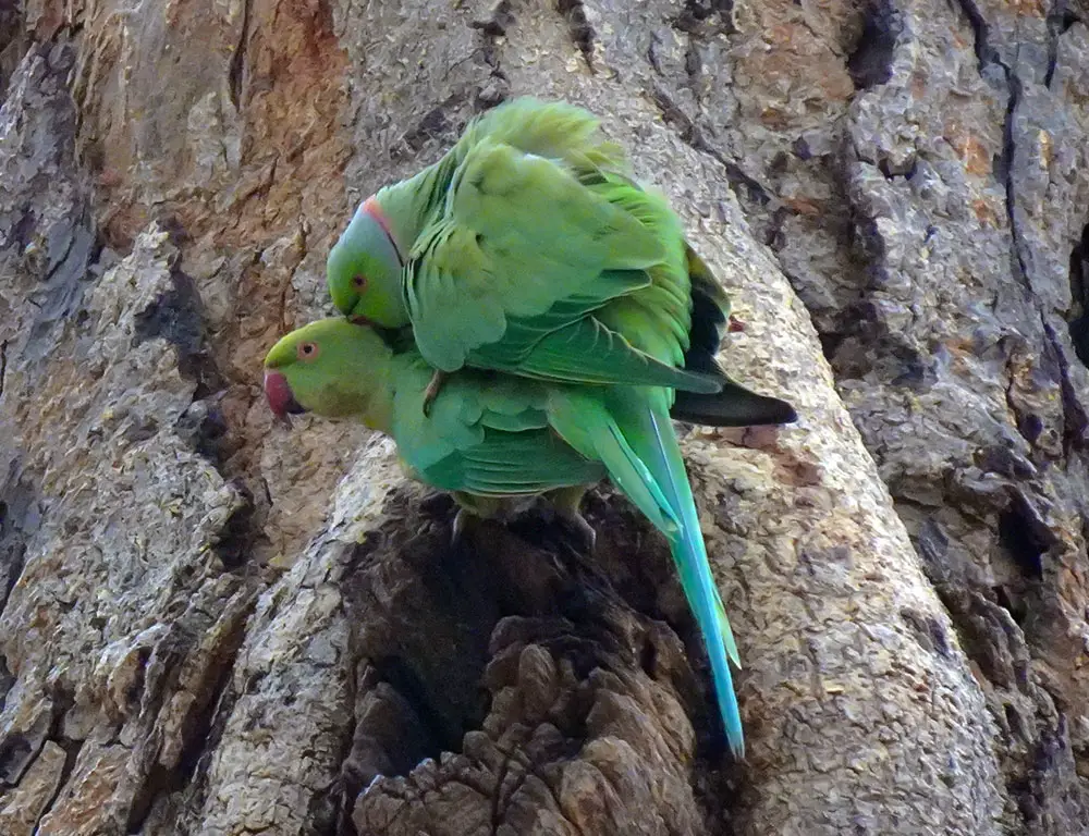 Rose-Ringed Parakeets Sexual Dimorphism 