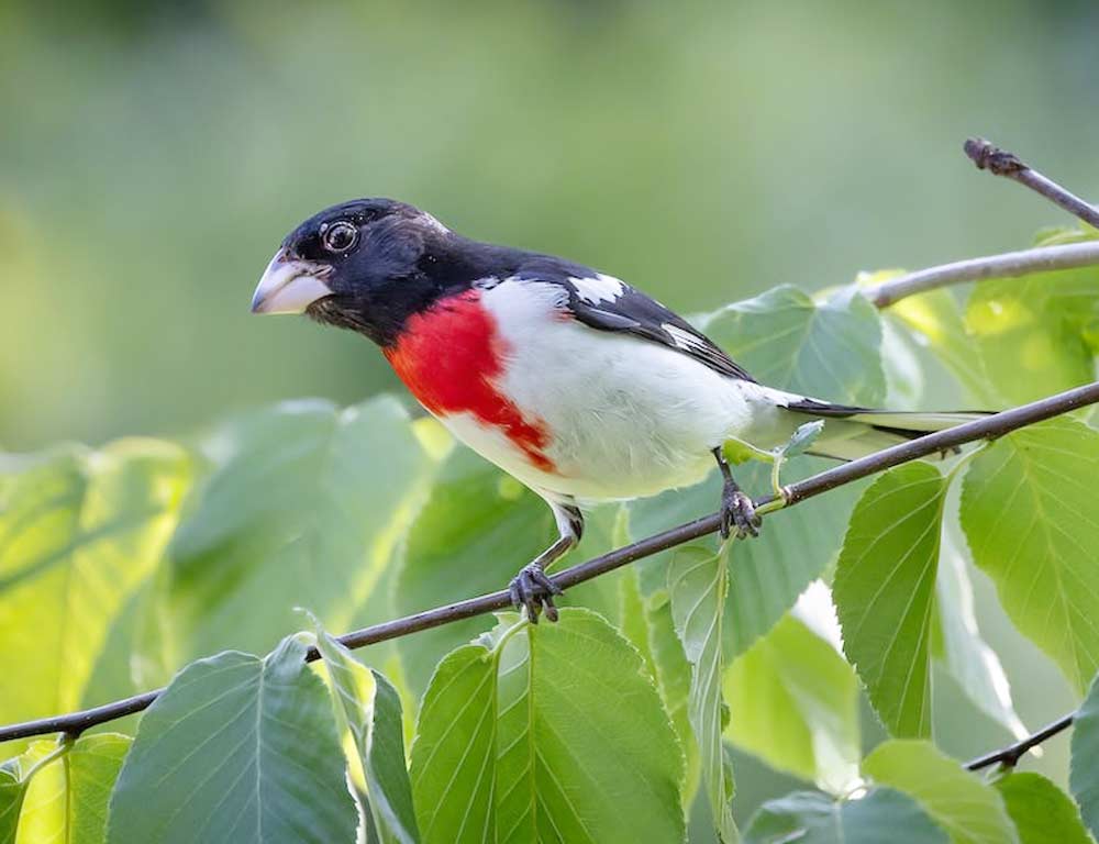 Rose-breasted Grosbeak