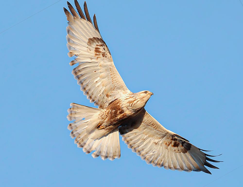 Rough-Legged Buzzard