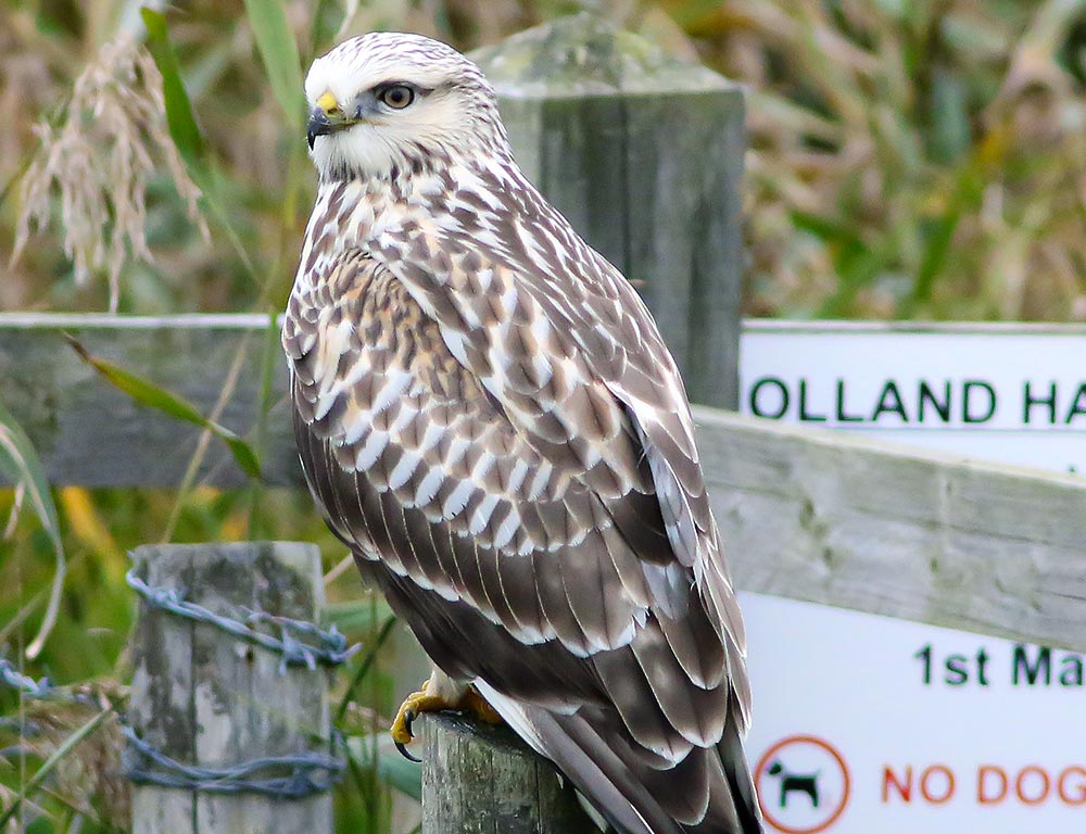 Rough-legged Buzzard