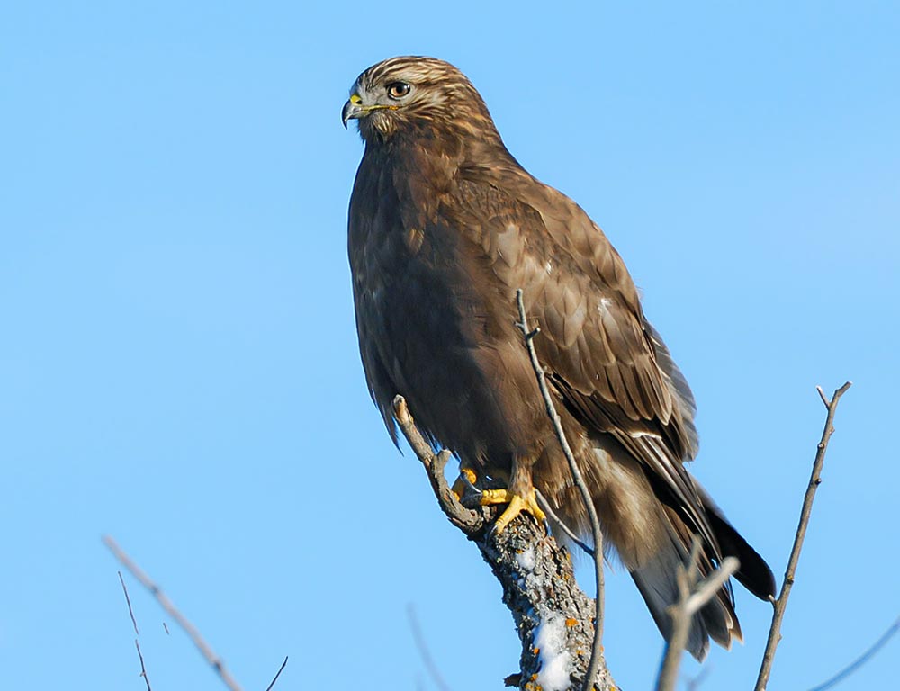 Rough-legged Hawk