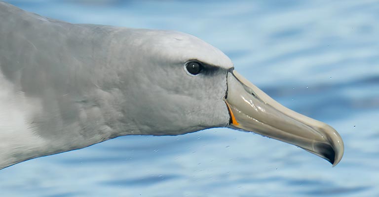 Salvin's Albatross Bill and Facial Features