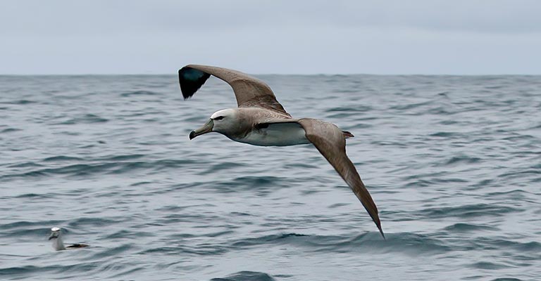 Salvin's Albatross Life History