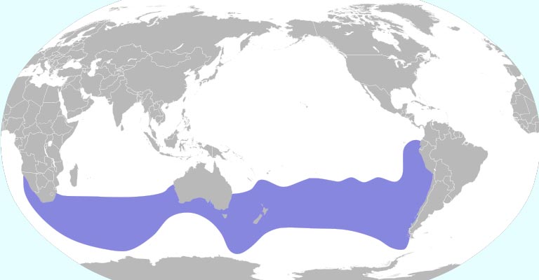 Salvin's Albatross Range Map