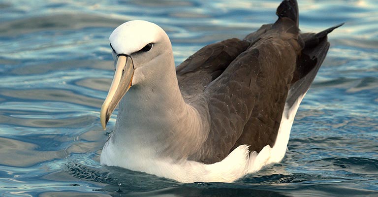 Salvin's Albatross