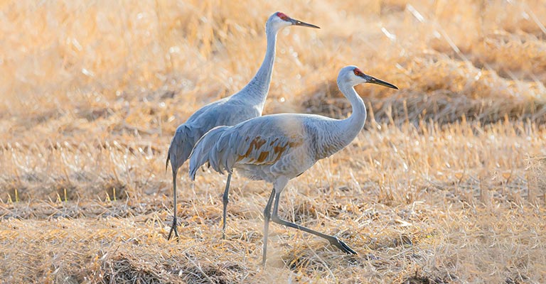 Sandhill Crane