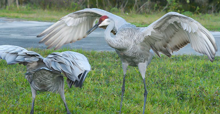 Sandhill Crane Life History