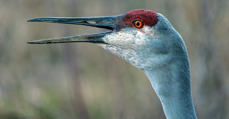 Sandhill Crane Vocalaization