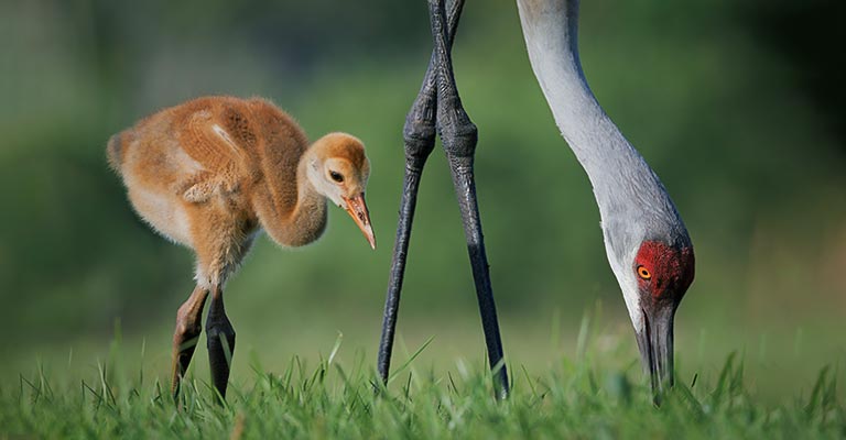 Sandhill Crane Breeding